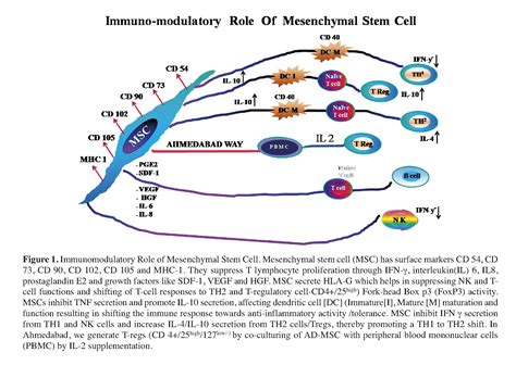 Mesenchymal Stem Cells And Solid Organ Transplantation - CellR4