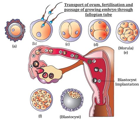 CBSE Class 12 Biology Human Reproduction Revision Notes for 2023-24 ...