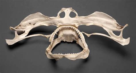 The skull of a hammerhead shark : r/interestingasfuck