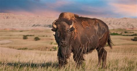 Discover the Largest Bison Herd in America - It's in Yellowstone ...