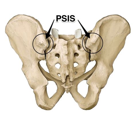 PSIS - Google Search | Yoga anatomy, Psoas release, Hip flexor