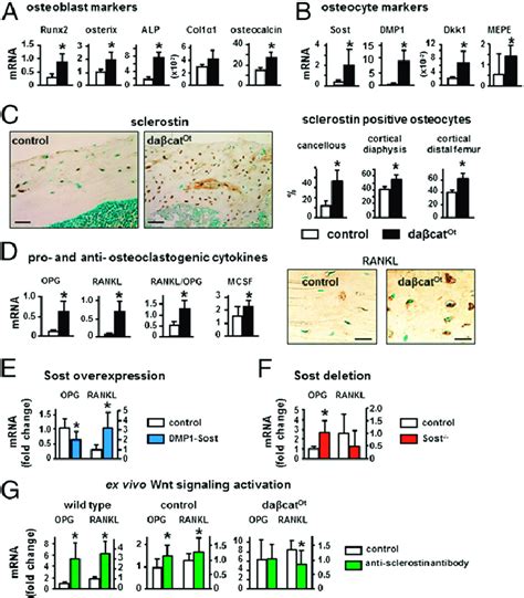 Osteocytic activation of β-catenin increases osteoblast and osteocyte... | Download Scientific ...