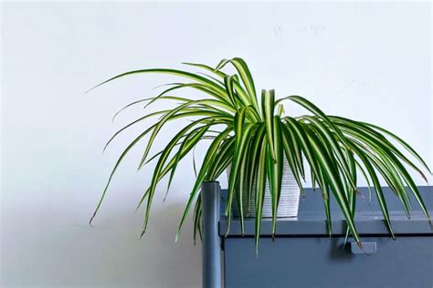 6 Best Plants for Your Office - Backyard Boss