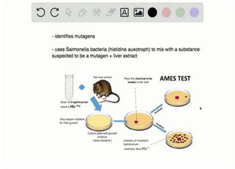 SOLVED:The Ames test . a. uses auxotrophs and liver extract to reveal ...