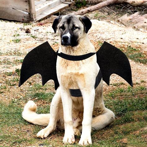 Dog Bat Costume Halloween Pet Costume Bat Wings Cosplay Dog | Etsy