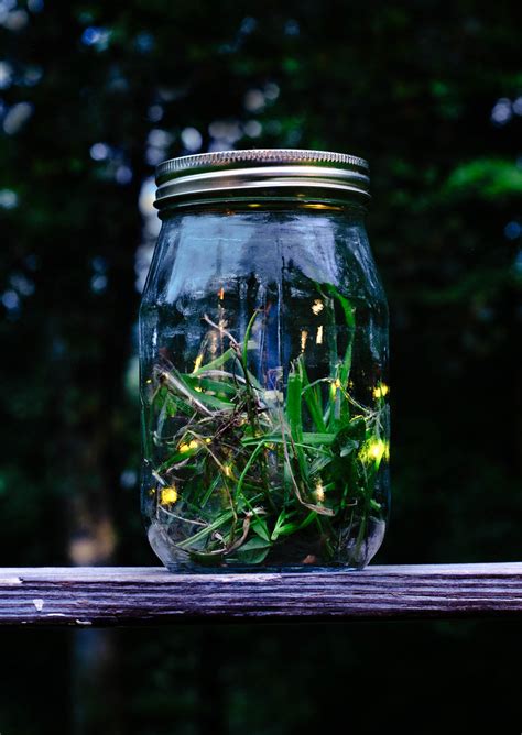 Firefly Jar | June 27 - First time I've caught fireflies in … | Flickr