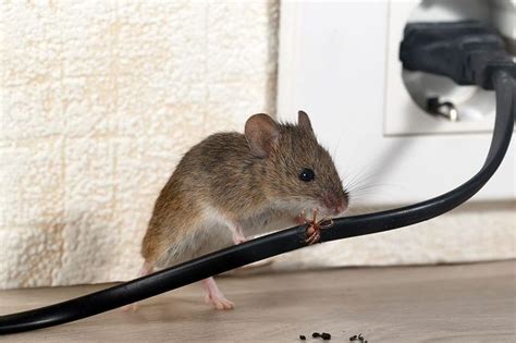 Don't Let the Rats In! 5 Must-Know Rat Prevention Tips for Your Home