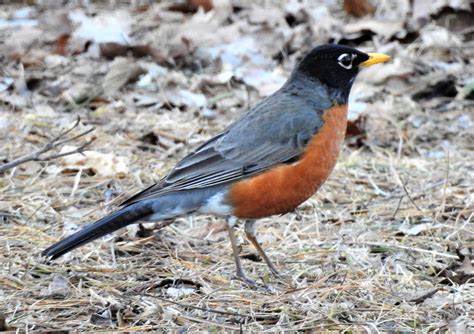 American Robin - BirdWatching