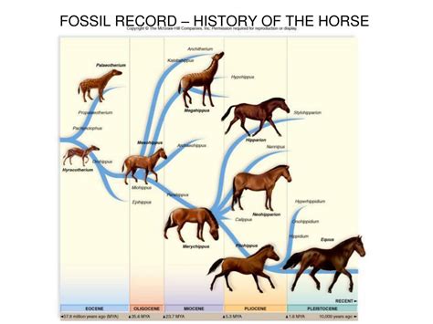 PPT - Evidence of Evolution PowerPoint Presentation, free download - ID:3069563