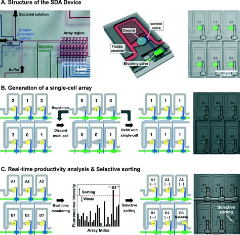 On-chip analysis, indexing and screening for chemical producing bacteria in a microfluidic ...