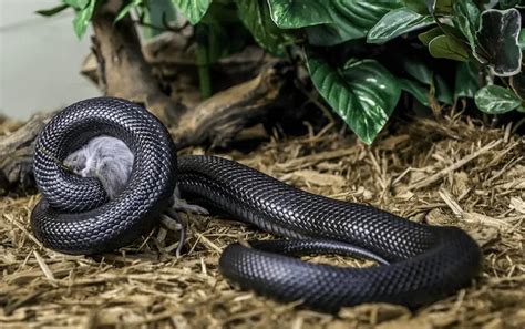 Mexican Black Kingsnake Care Sheet and Husbandry Tips