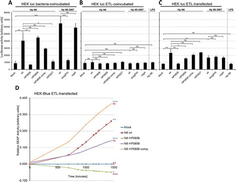 H. pylori soluble non-proteinaceous metabolite of the HldE-dependent... | Download Scientific ...