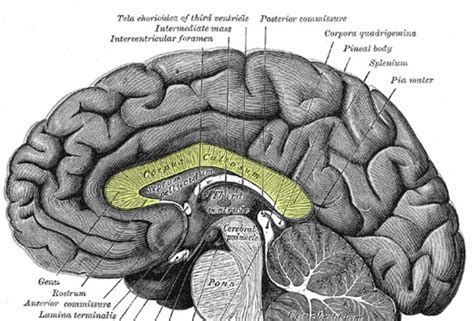 What Is the Corpus Callosum and Its Function in the Brain? | Corpus callosum, Corpus, Nerve fiber