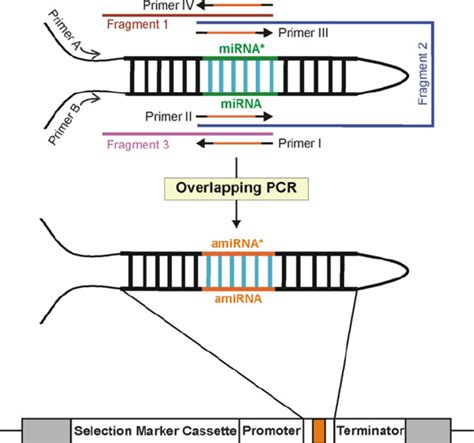 Engineering an amiRNA sequence by overlapping PCR. Oligonucleotide... | Download Scientific Diagram