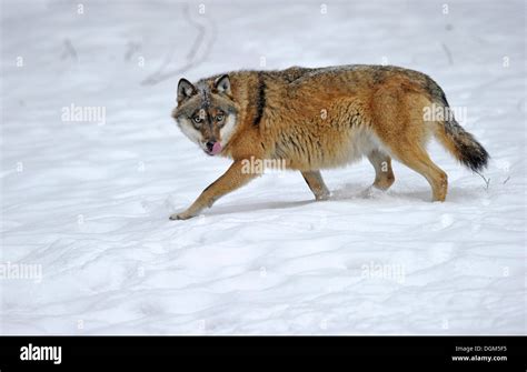 Mackenzie Valley Wolf, Canadian Timberwolf (Canis lupus occidentalis ...