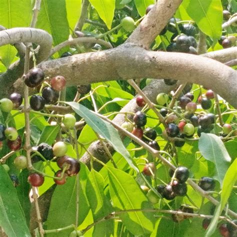 JAMUN TREE - Nature Nursery - Central India's Biggest Nursery in Indore