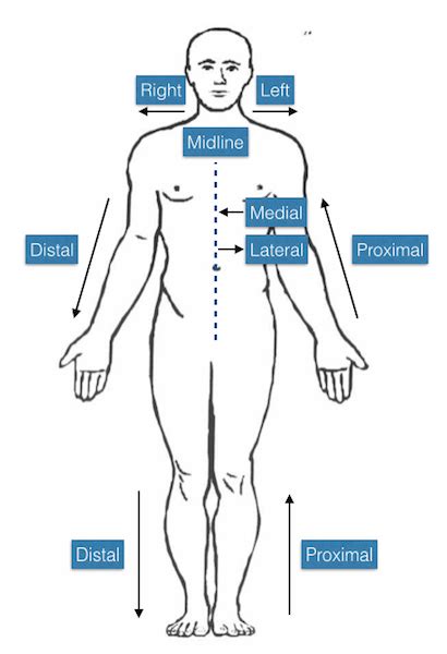 Before A&P: Anatomical Directions, Planes, Cavities & Membranes – A ...