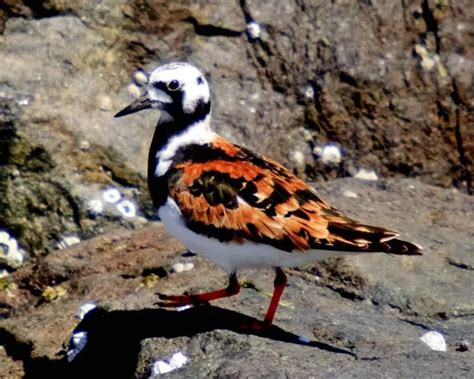 Aprende Todo Sobre Scolopacidae, Una Familia De Aves