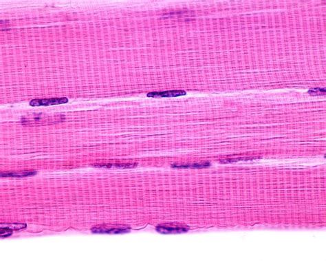 Rapid in Vitro Generation of Muscle Cells with Graphene Oxide ...