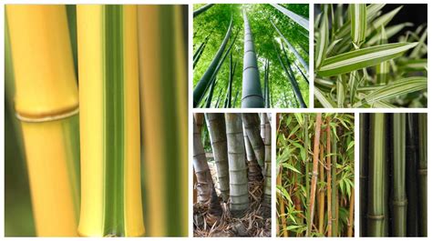 Bamboo Types