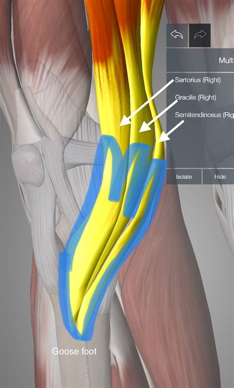 Pes Anserinus Bursitis: Das würde ich sagen! - Lernen 2 Band | IOmagic