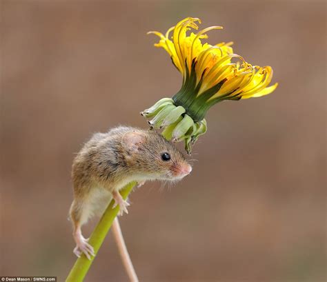 Harvest mice are seen playing among the plants in Dorset | Daily Mail ...