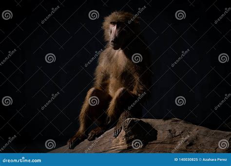 Baboons are Old World Monkeys Stock Image - Image of panda, monkey ...