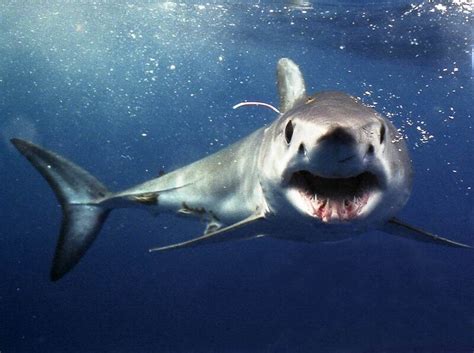 Lets talk about the Shortfin Mako shark in False Bay