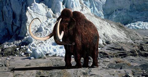 A New Company With a Wild Mission: Bring Back the Woolly Mammoth - The ...