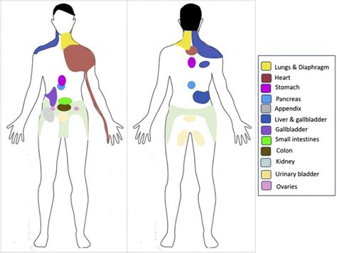 Visceral Pain: Mechanisms, Syndromes, and Treatment | Anesthesia Key