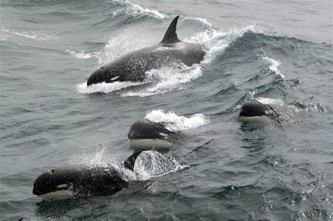 Scientists Find Mystery Killer Whales off Cape Horn, Chile | NOAA Fisheries