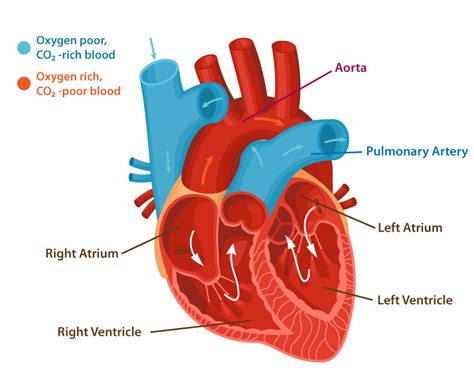 Congenital Heart Block Wikipedia