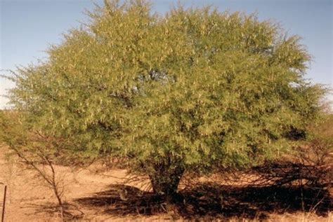 Vachellia nilotica - Useful Tropical Plants