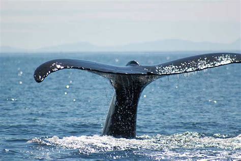 Visit Ketchikan Alaska Wildlife photos from Ketchikan