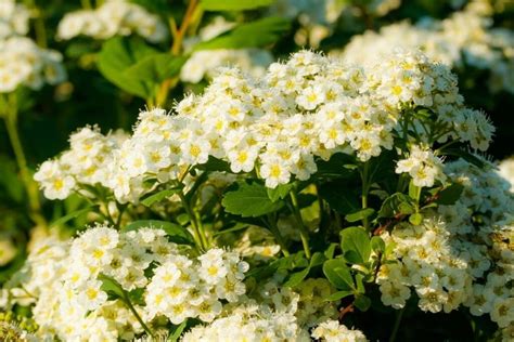 Spirea Bushes: Different Varieties, How to Grow and Care | Florgeous