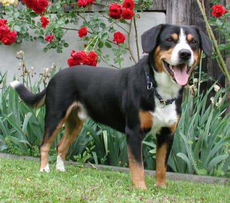 Entlebucher Mountain Dog - A-Z Animals