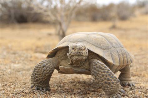 Desert Tortoise in the Mojave Desert | More than 3,000 speci… | Flickr
