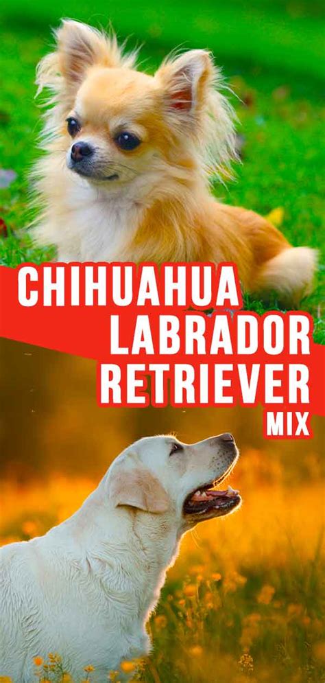 Chihuahua Lab Mix - What To Expect From This Unusual Mix