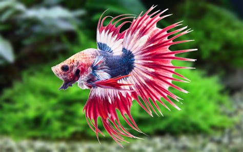 How to Care for Betta Fish? Beginner's Guide - AquariumNexus