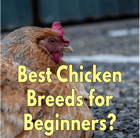 What are the Best Chicken Breeds for Beginners?