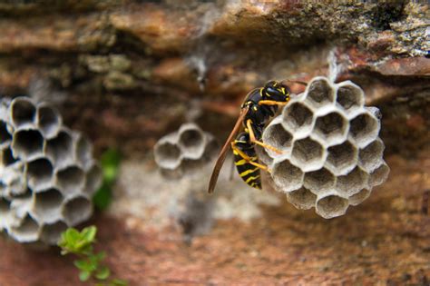 How to Safely Remove a Wasp Nest Near Your Home