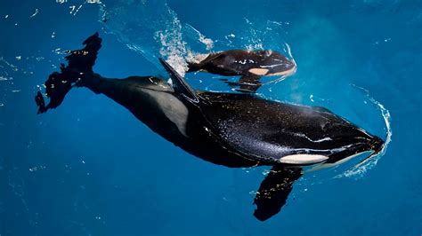 Last killer whale born at SeaWorld | Fox News