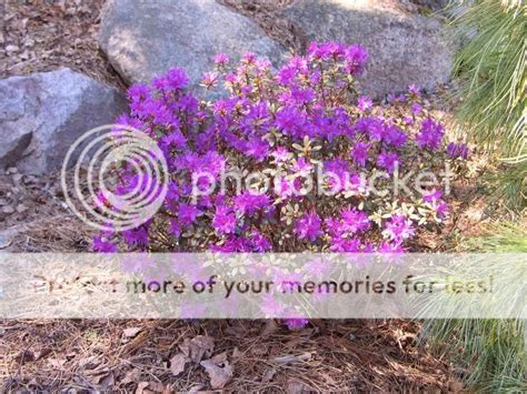 Rhododendron_lapponicum_Alaska_strain_at Muurila_Gardens Photo by vemr | Photobucket