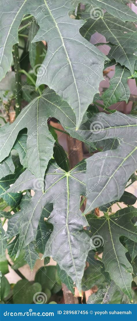 Beautiful Papaya Leaves on the Tree Stock Photo - Image of papaya ...