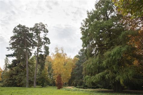 Two Hundred Years Old Tree in the Park Stock Photo - Image of scenery ...