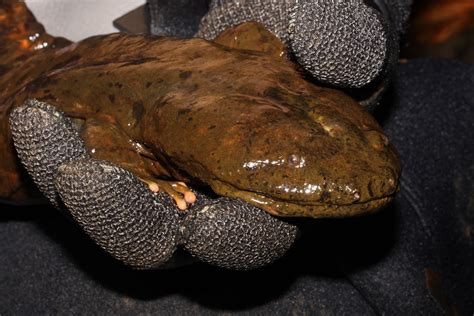 Eastern Hellbender: Prehistoric, Giant Salamanders of the Watauga River