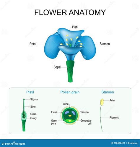 Flower Anatomy. Structure Of Pistil, Stamen, And Pollen Grain Cartoon Vector | CartoonDealer.com ...