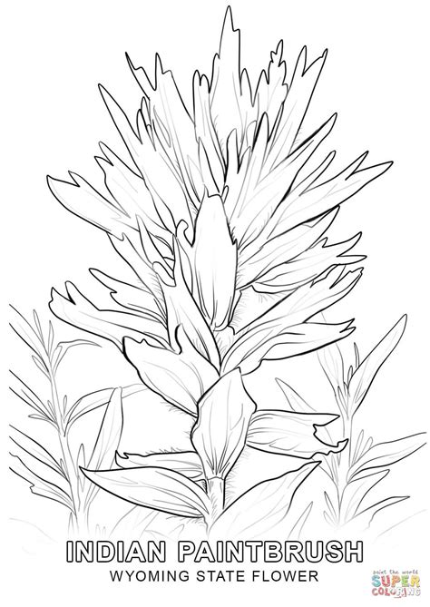 Wyoming State Flower coloring page | Free Printable Coloring Pages