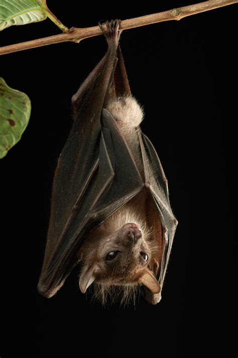 Why Do Bats Hang Upside Down? - Bat Conservation International