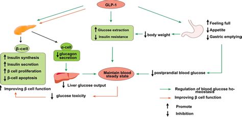 Physiological effects of GLP‐1. GLP‐1, glucagon‐like peptide‐1 ...